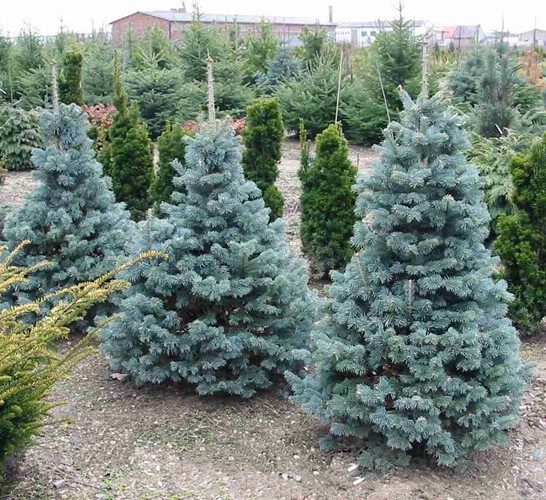 398,2.  Abies lasiocarpa Compacta.jpg