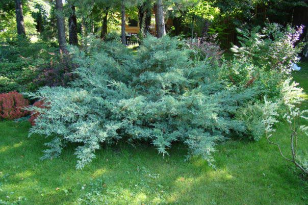 106,7.  Juniperus virginiana Hetz.jpg