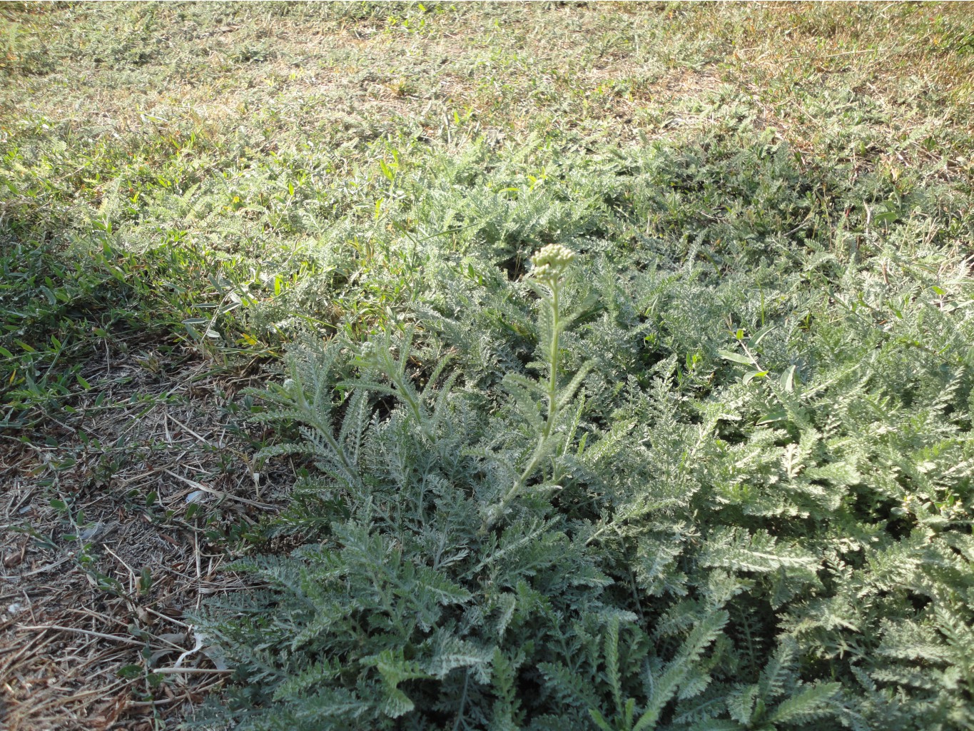 DSC08362.JPG