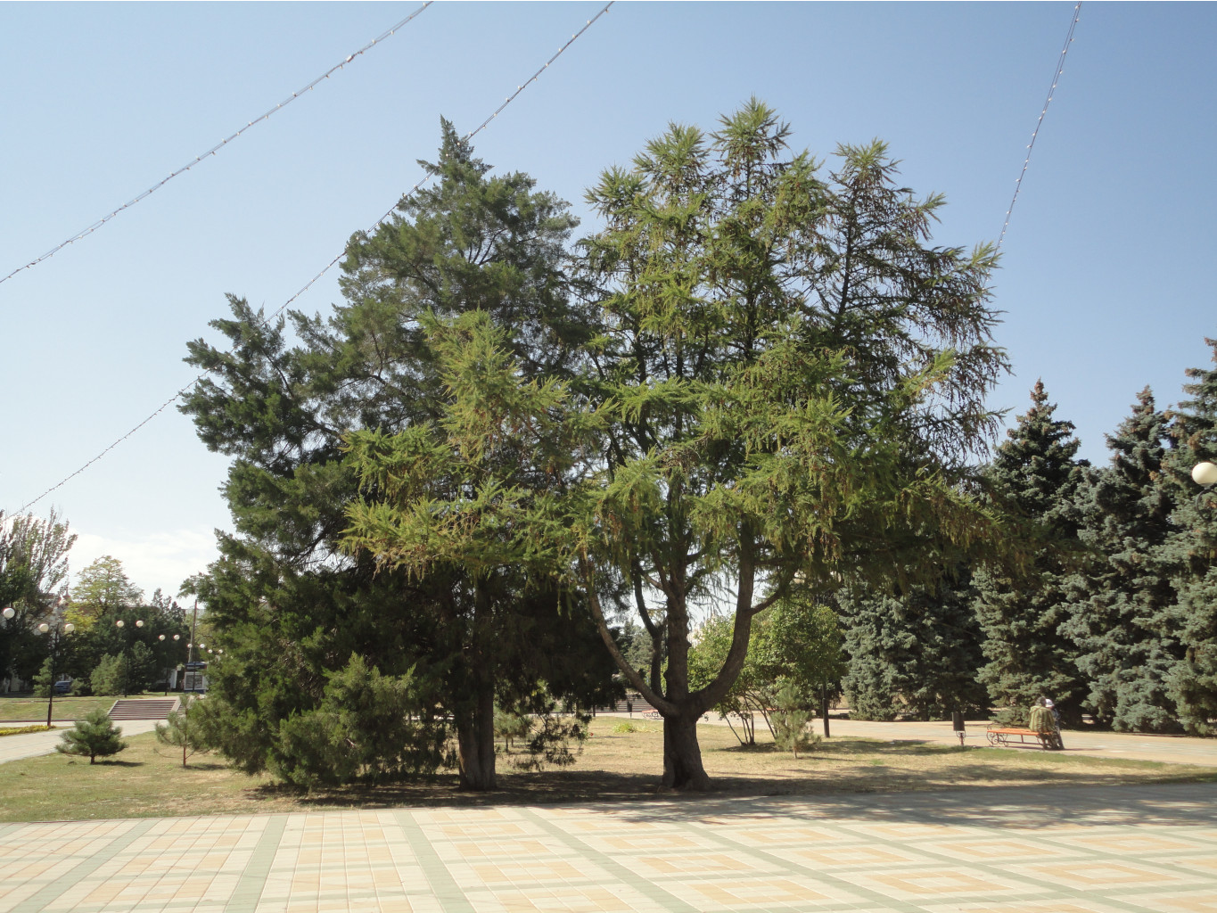 DSC08393.JPG