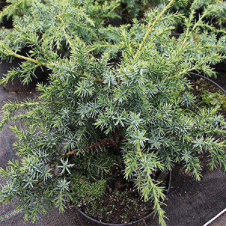 95,7.  Juniperus chinensis Blue Alps.jpg