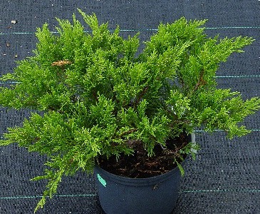 95,7.  Juniperus sabina Rockery Gem.jpg