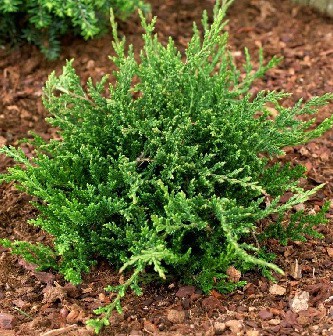 106,7.  Juniperus horizontalis Prince of Wales.jpg