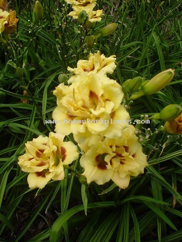 Hemerocallis Little Miss Manners.jpg