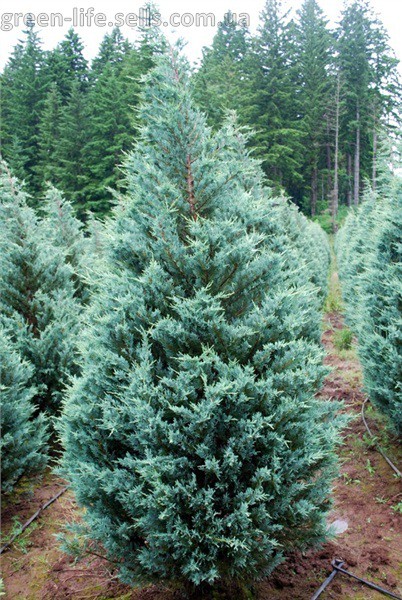 106,7.  Juniperus scopulorum Moonglow.jpg