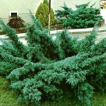 95,7.  Juniperus media Pfitzeriana Glauca.jpg