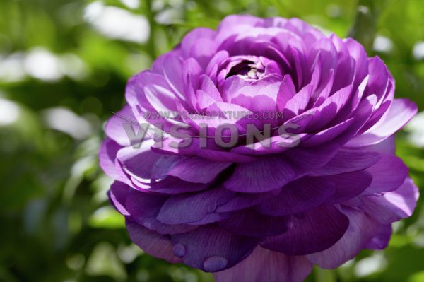 Ranunculus Purple Shades.jpg