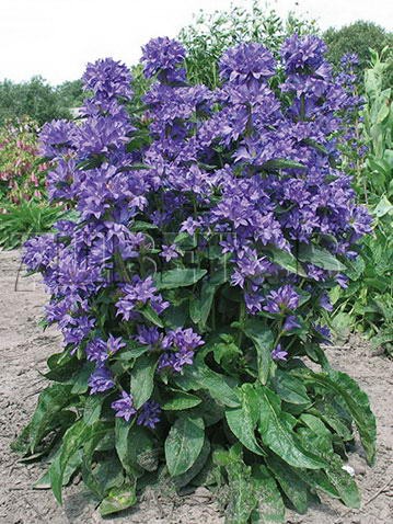 Campanula-Freya.jpg