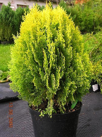 95,7.  Thuja orientalis Aurea Nana.jpg