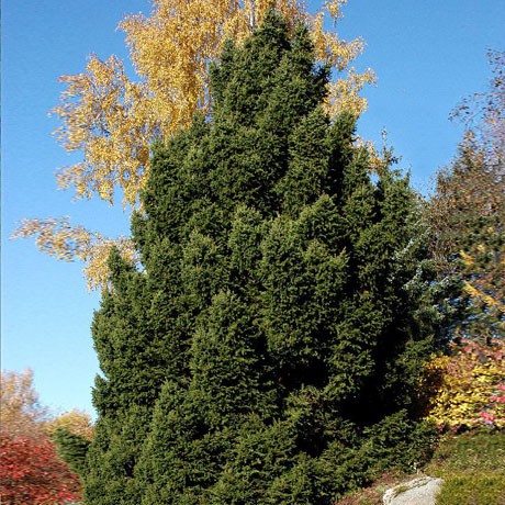 172,7.  Picea abies Ohlendorffii.jpg