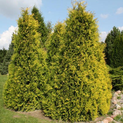 101,2.  Thuja occidentalis Sunkist.jpg