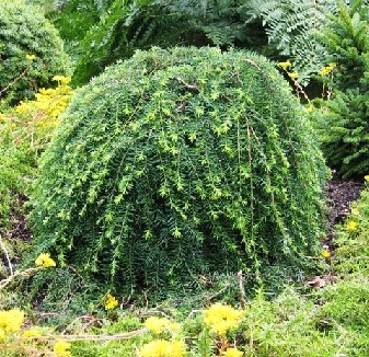 255,2.  Tsuga canadensis Pendula.jpg