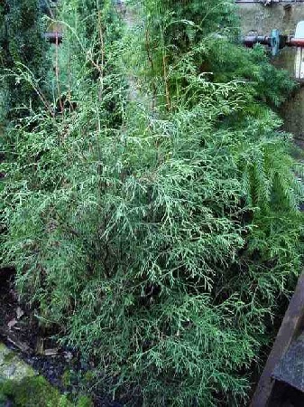 106,7.  Thuja occidentalis Ohlendorffii.jpg