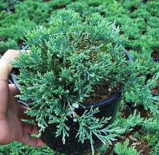 106,7.  Juniperus horizontalis Wiltonii.jpg