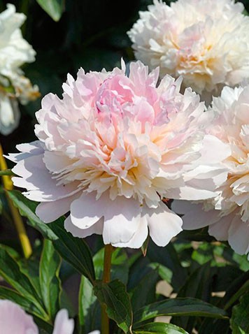 Paeonia-Alerte.jpg