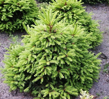 172,7.  Picea abies Ohlendorffii.jpg