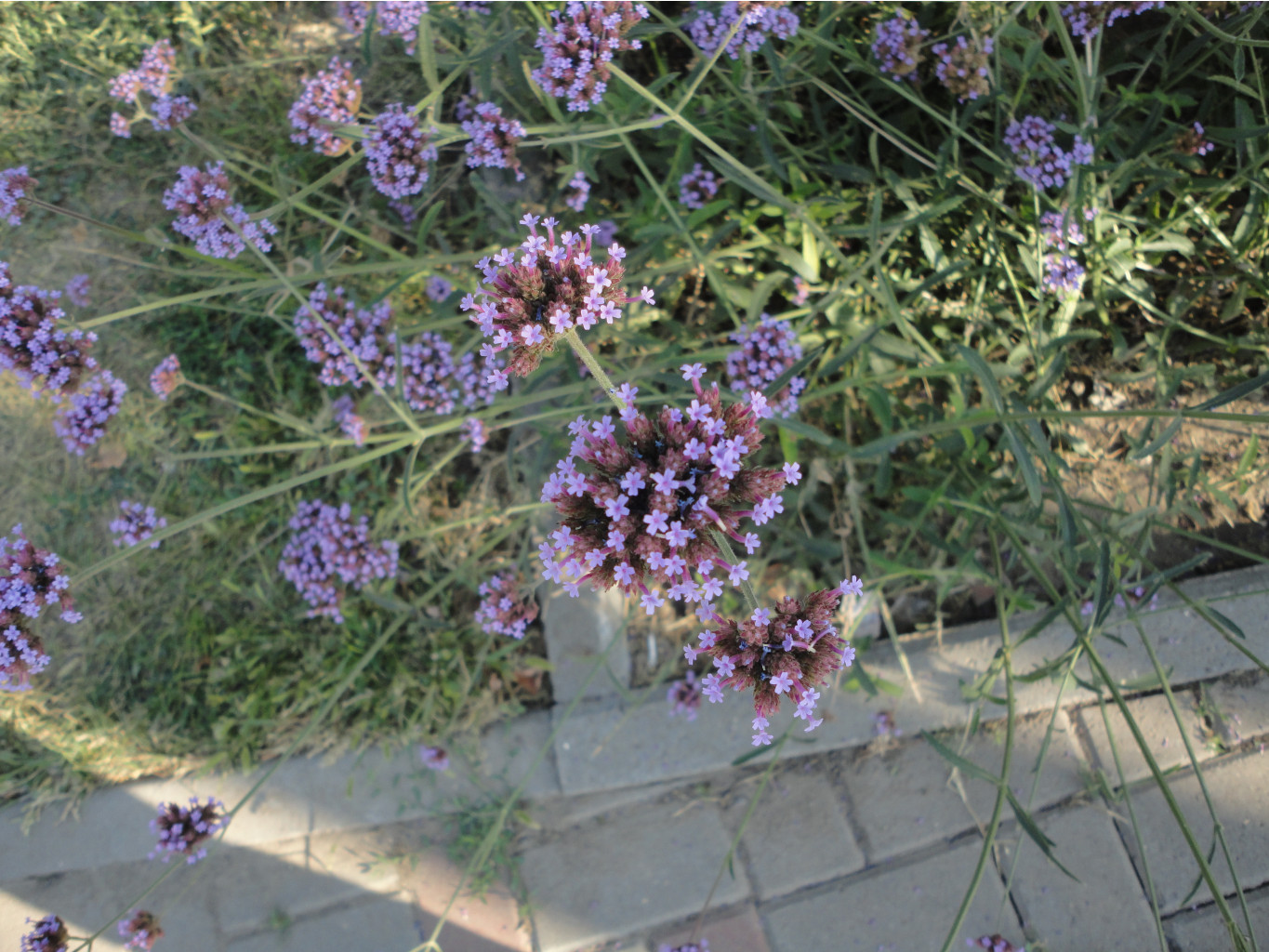 DSC08375.JPG