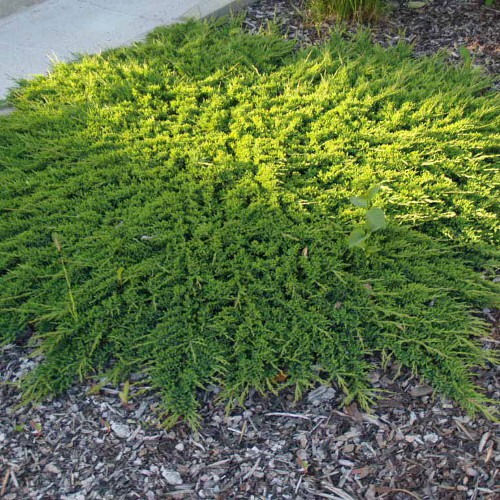 106,7.  Juniperus horizontalis Prince of Wales.jpg