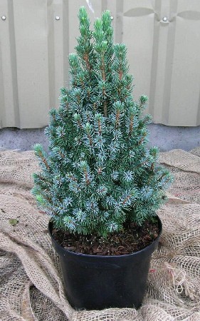 123,2.  Picea glauca Sanders Blue.jpg