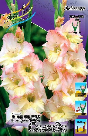 562b3bb533a52 818rub. gladiolus pink soledozakazyvaem tolko tselymi upakovkami po 8 sht..jpg