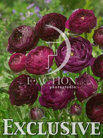 Ranunculus-Purple-Sensation.jpg