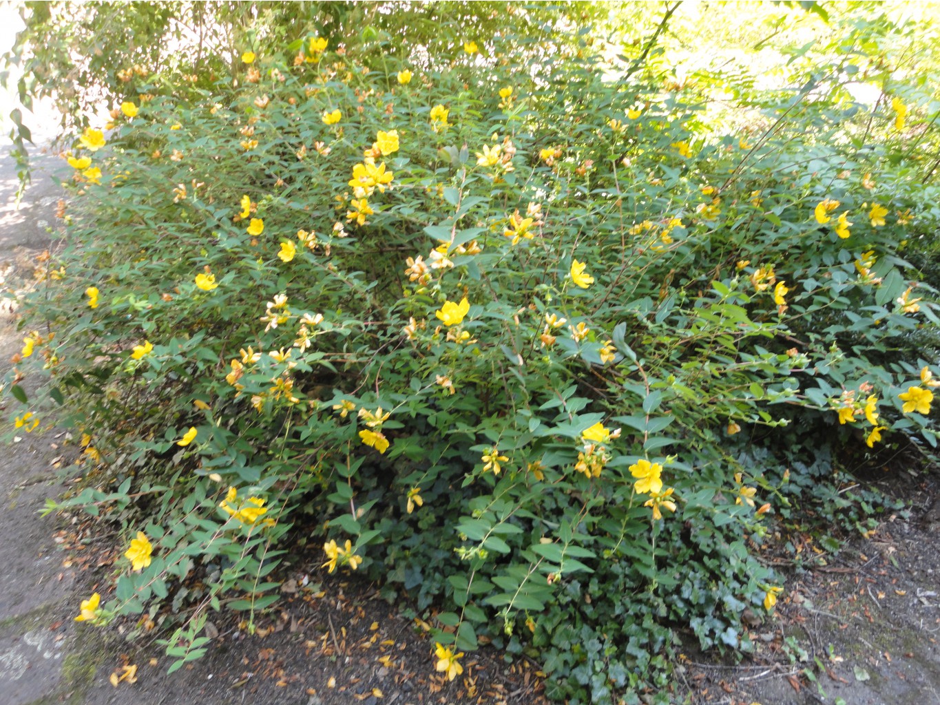 DSC07795.JPG