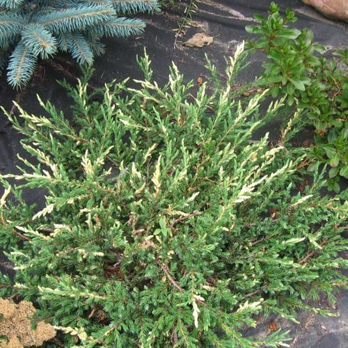 95,7.  Juniperus communis Spotty Spreader.jpg