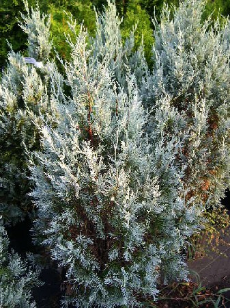 106,7.  Juniperus scopulorum Moonglow.jpg