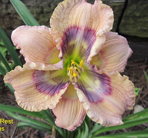 Hemerocallis-water-drops.jpg