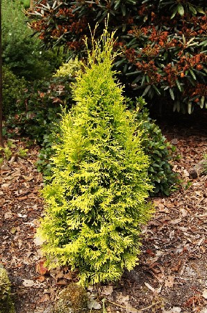 167,2.  Thuja occidentalis Jantar.jpg