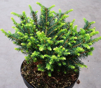 106,7.  Picea omorika Karel.jpg