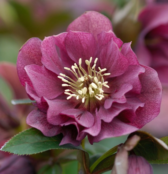 Helleborus Double Ellen purple.jpg