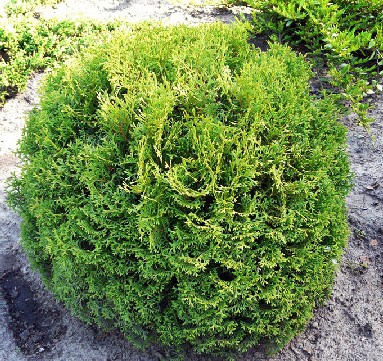 101,2.  Thuja occidentalis Tiny Tim.jpg