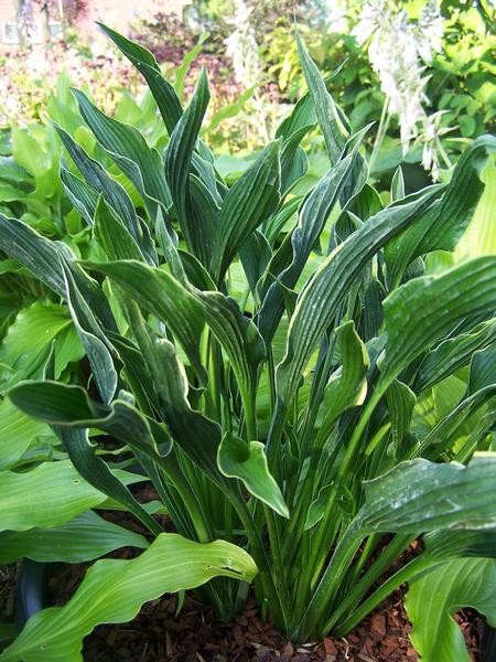   .Hosta PREING HENDS.  ( )