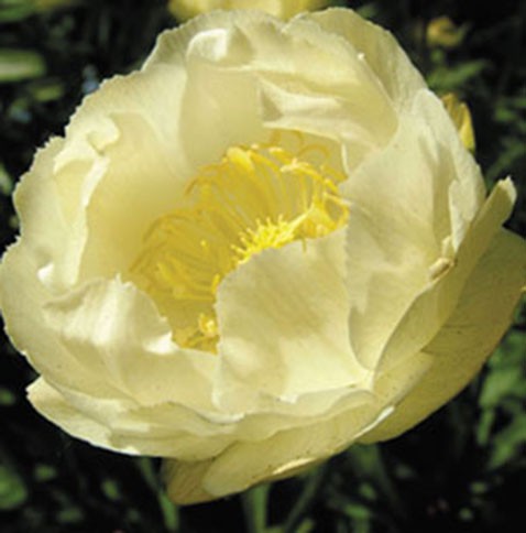 Trollius-alabaster.jpg