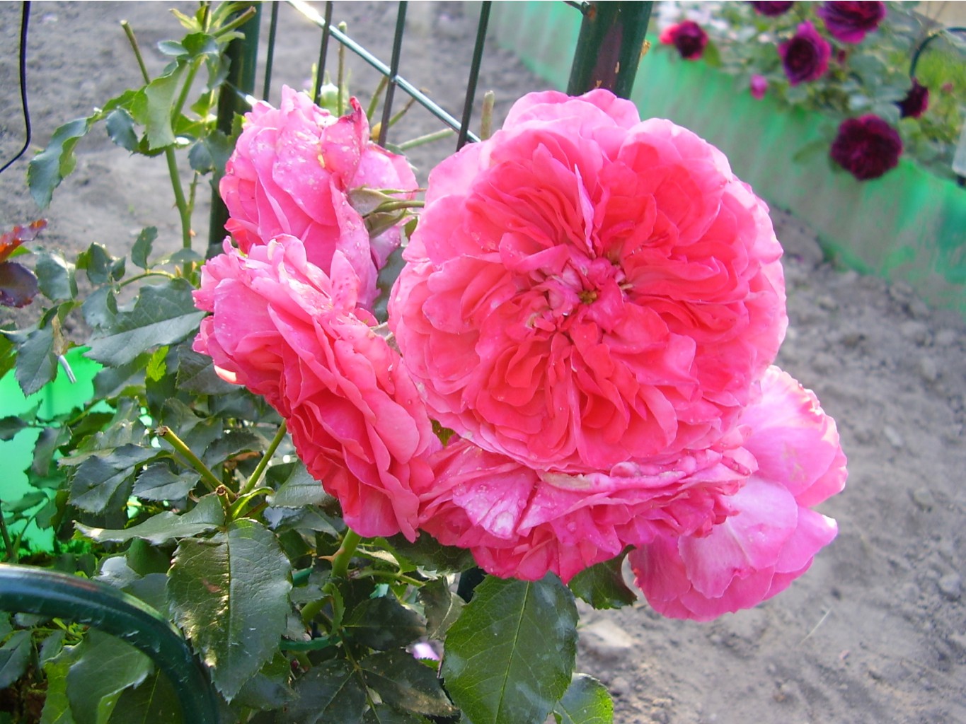 Rosarium Uetersen (20).JPG