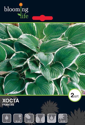 Hosta-Francee.jpg