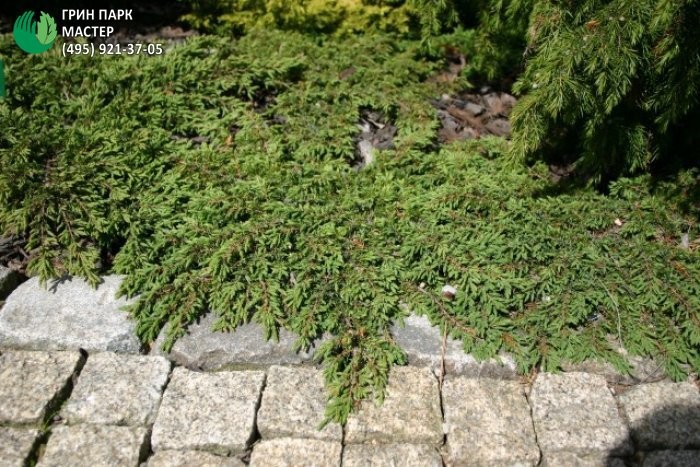 juniperus communis repanda  ( )