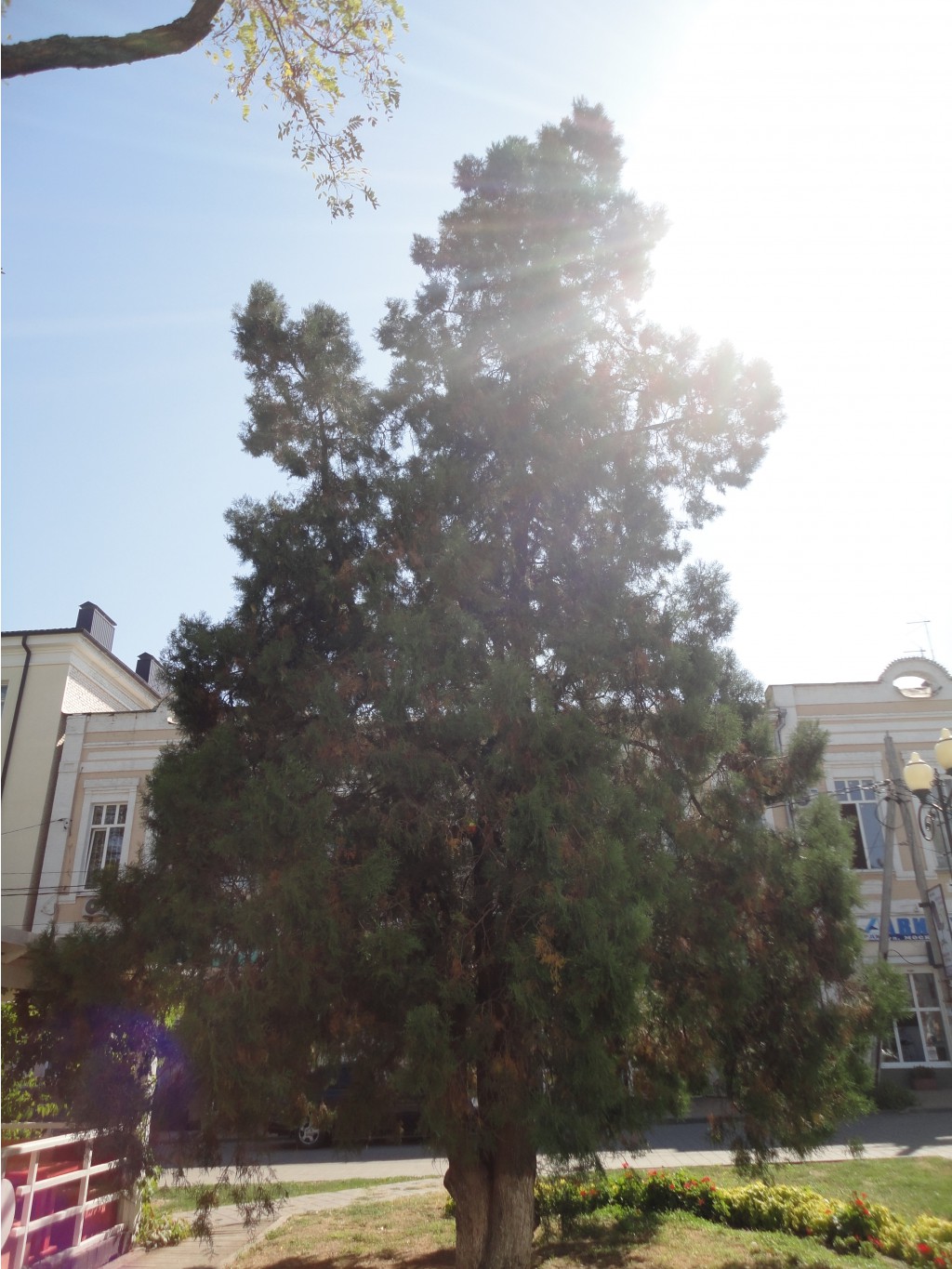 DSC08384.JPG