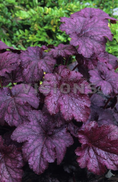 Heuchera Plum Pudding.jpg