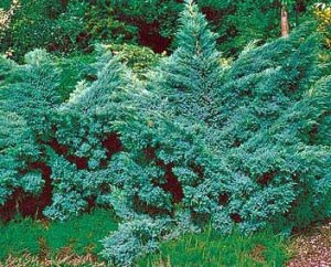 95,7.  Juniperus squamata Hunnetorp.jpg