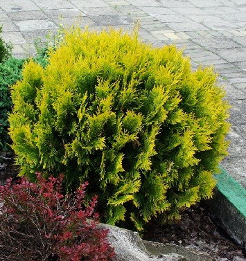 113,3.  Thuja occidentalis Amber Glow.jpg