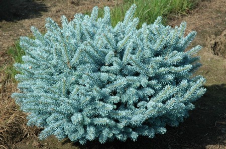 442,2.  Picea pungens Glauca Globosa.jpg