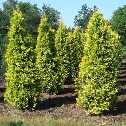 95,7.  Thuja occidentalis Yellow Ribbon.jpg