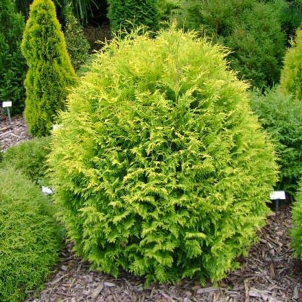 172,7.  Thuja occidentalis Aniek.jpg