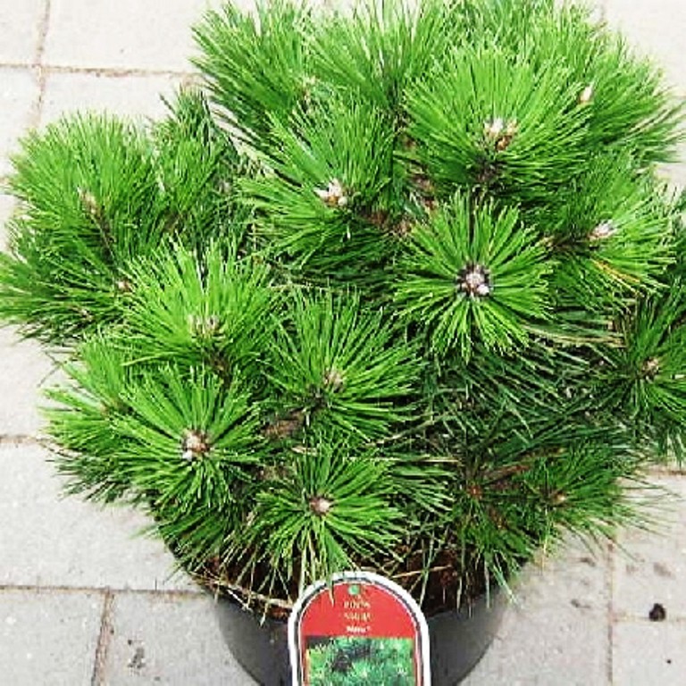  Pinus nigra nigra-105,70