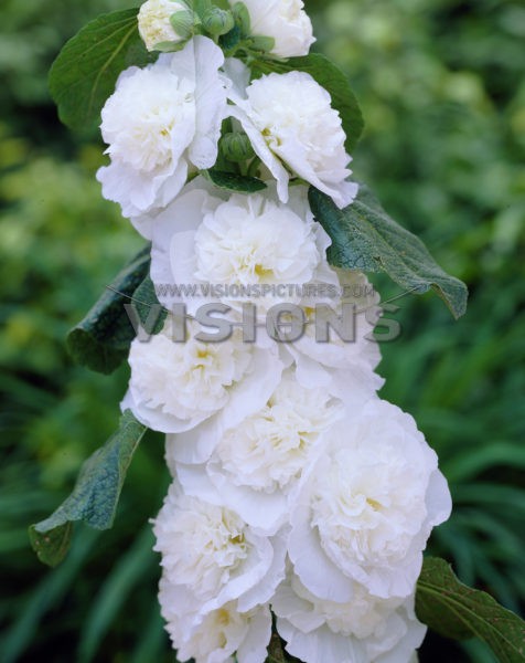 Alcea Brides Bouquet.jpg