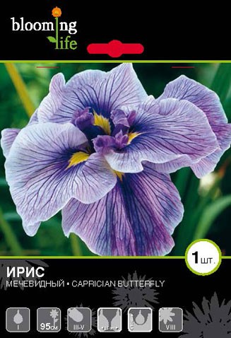 Iris-ensata-Captician-Butterfly.jpg