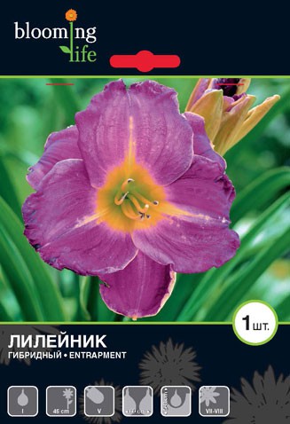 Hemerocallis-Entrapment.jpg