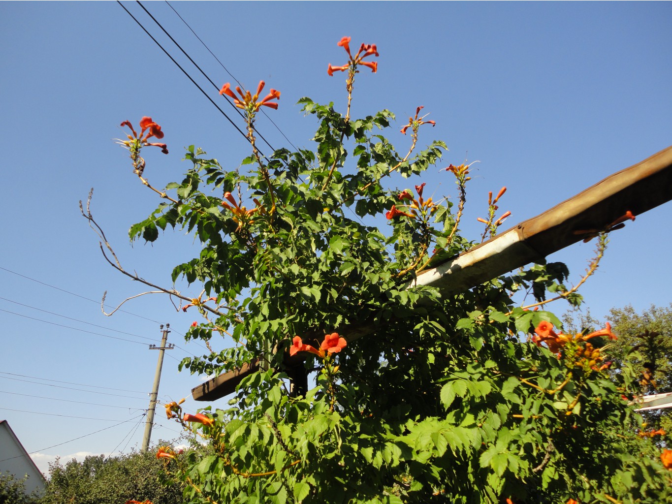 DSC08342.JPG